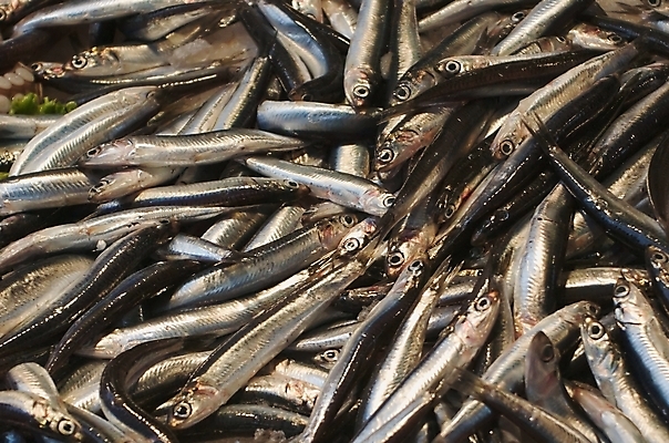 포토 JPG 해외이미지 음식 바다 백그라운드 재료 자연 낚시 건강 어류 요리 사람없음 상점 신선 그룹 시장 은색 작음 지중해 해산물 유기농 생식 해외202004 해외포토 웰빙 컬러 레저 수중동물 크기 생태계 파일형식 이미지허브