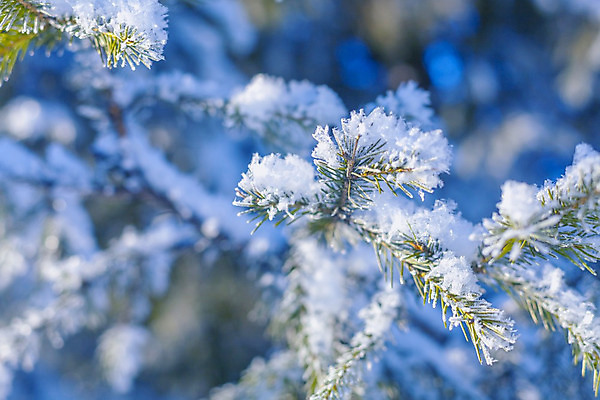 포토 JPG 해외이미지 나무 식물 계절 백그라운드 잎 크리스마스 겨울 패턴 자연 하늘 날씨 추상 사람 풍경 사람없음 야외 가로 파란색 햇빛 태양 우주 냉동 얼음 침묵 추위 금지 흰색 나뭇가지 시골 소나무 숲 12월 크리스탈 서리 장면 온도 1월 벌거벗은 삼림지대 해외202004 해외포토 자연요소 기념일 컬러 무늬 소리 날짜 광석 생태계 파일형식 이미지허브