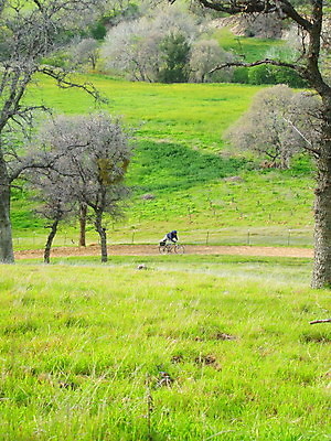 포토 JPG 해외이미지 나무 식물 공원 꽃 도로 길 스포츠 자국 자연 하늘 건강 사람 사람없음 야외 초록색 파란색 운동 자전거 숲 해외202004 해외포토 공공시설 컬러 교통시설 바이크 생태계 파일형식 이미지허브
