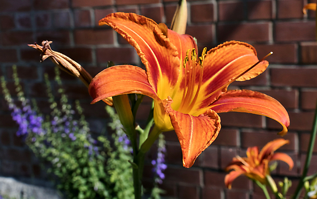 포토 JPG 해외이미지 식물 계절 꽃잎 꽃 줄기 백그라운드 잎 오렌지 사람없음 장식 빨간색 초록색 여름 머리 활발 벚꽃 나뭇가지 신선 오픈 개화 호랑이 우아함 백합 싱글 원예 심플 꽃수술 완전 해외202004 해외포토 나무 컬러 컨셉 과일 포유류 취미 신체부위 파일형식 이미지허브