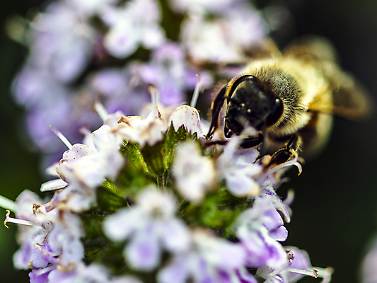 포토 JPG 해외이미지 식물 계절 꽃잎 꽃 실루엣 음식 곤충 잎 봄꽃 자연 날씨 사람없음 초록색 파란색 컬러풀 정원 봄 활발 에너지 시골 작업 개화 남색 원예 꽃가루 로즈메리 고립 영양분 해외202004 해외포토 동물 컬러 컨셉 촬영기법 취미 가루 허브 생태계 파일형식 이미지허브