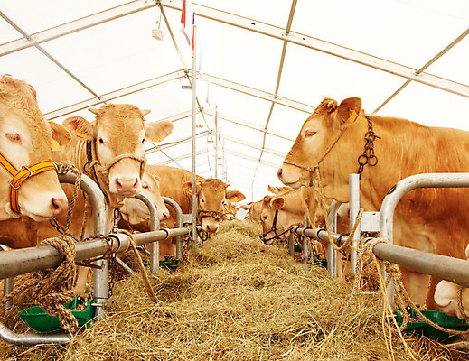 포토 JPG 해외이미지 동물 밭 농업 포유류 자연 실내 사람없음 가축 우유 시골 그룹 소 볏짚 공평 대회 프랑스어 해외202004 해외포토 문자 산업 유제품 내부 짚 생태계 파일형식 이미지허브