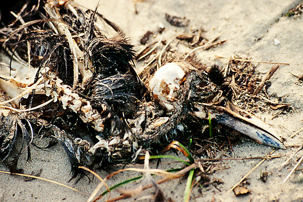 포토 JPG 해외이미지 동물 산업 야생동물 모래 신체 날개 유적 자연 조류 뼈 골격 사람없음 야외 모래사장 머리 환경 검은색 죽음 좌절 닫기 쓰레기 척추 깃털 부리 먼지 장면 문제 진행 땅바닥 생태학 우울증 해골모형 해외202004 해외포토 전통 교육 감정 바다 컬러 컨셉 모션 바닥 신체부위 모형 질병 생태계 파일형식 이미지허브