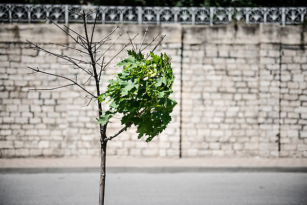 포토 JPG 해외이미지 나무 감정 벽 백그라운드 밭 자연 하늘 바람 날씨 건조 미술 사람없음 야외 추위 가을 거친 불기 폭풍 반항 단절 무료 우울감 코르시카 타격 폭풍우 혼자 생존 해외202004 해외포토 자연요소 식물 계절 섬 농업 모션 문화예술 프랑스 비_날씨 자연재해 생태계 파일형식 이미지허브