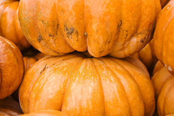 포토 JPG 해외이미지 식물 계절 음식 줄기 백그라운드 밭 농업 다이어트 채소 오렌지 과일 부분 자연 호박 건강 요리 풍경 사람없음 야외 장식 여름 농장 세일 쌓기 정원 축제 줄무늬 샐러드 할로윈 수확 가을 신선 시장 11월 묘사 유기농 질감 날것 추수감사절 스쿼시 10월 내추럴 조롱박 해외202004 해외포토 웰빙 산업 기독교 스포츠 무늬 모션 구기 날짜 생태계 파일형식 이미지허브