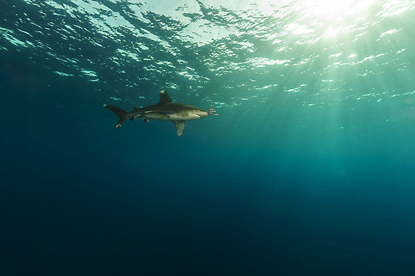 포토 JPG 해외이미지 바다 백그라운드 자연 사람없음 물 파란색 햇빛 태양 수중 광선 액체 잠수부 아래 사진사 다이빙 상어 깊이 해외202004 해외포토 자연요소 컬러 어류 수영 전문직 방향 작가 생태계 위치 수중스포츠 파일형식 이미지허브