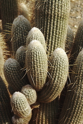 포토 JPG 해외이미지 식물 백그라운드 꽃무늬 패턴 자연 선인장 건조 사람없음 초록색 정원 사막 성장 가시 척추 질감 날카로움 스파이크 내추럴 해외202004 해외포토 꽃 컬러 무늬 뼈 생태계 파일형식 이미지허브