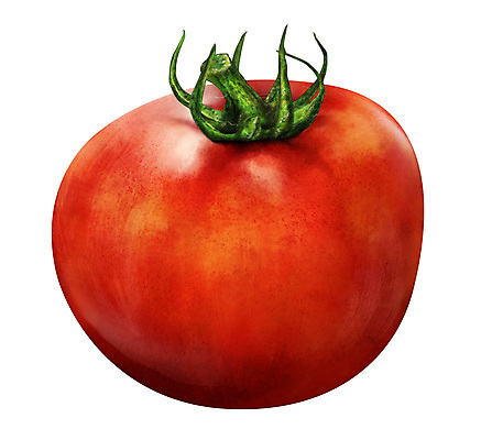 포토 JPG 해외이미지 식물 디자인 음식 백그라운드 잎 토마토 채소 일러스트 재료 자연 건강 요리 사람없음 빨간색 초록색 라벨 정원 흰색 신선 체리 시장 맛 케첩 오브젝트 싱글 유기농 내추럴 고립 숙성 채식주의자 해외202004 해외포토 웰빙 컬러 컨셉 과일 프레임 소스_음식 생태계 채식 파일형식 이미지허브