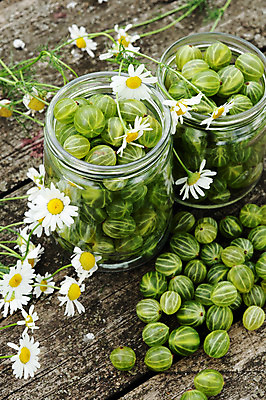 포토 JPG 해외이미지 사람없음 초록색 데이지 구스베리 해외202004 해외포토 열매 꽃 컬러 파일형식 이미지허브