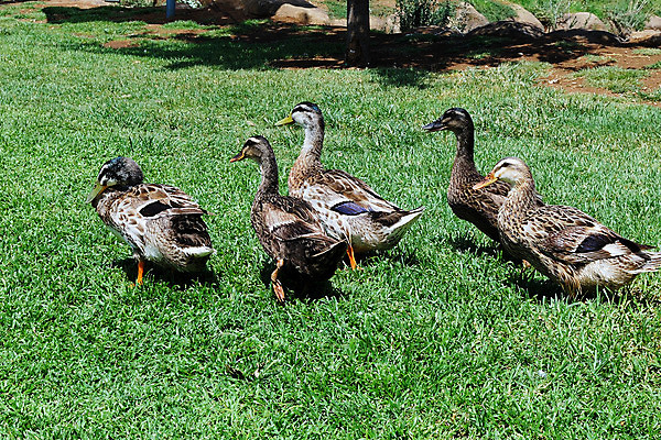 포토 JPG 해외이미지 동물 야생동물 밭 자연 조류 오리 잔디 사람없음 야외 초록색 농장 갈색 걷기 가축 시골 그룹 군중 깃털 부리 목 물갈퀴 민물 양발 해외202004 해외포토 식물 컬러 농업 모션 사람 신체부위 생태계 파일형식 이미지허브