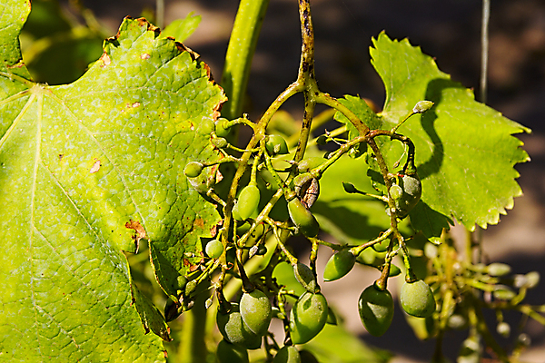포토 JPG 해외이미지 식물 계절 음식 백그라운드 잎 꽃무늬 밭 농업 과일 자연 포도 풍경 사람없음 야외 빨간색 초록색 물 여름 파란색 태양 농장 농경지 와인 정원 봄 수확 가을 흰색 나뭇가지 시골 신선 질병 다발 질감 포도밭 포도나무 내추럴 기생충 곰팡이 양조장 해외202004 해외포토 자연요소 나무 꽃 산업 컬러 무늬 의학 주류 바이러스 과일나무 생태계 파일형식 이미지허브