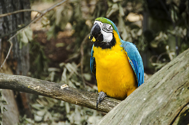 포토 JPG 해외이미지 나무 동물 조류 사람없음 파란색 컬러풀 노란색 숲 부리 앵무새 해외202004 해외포토 식물 컬러 파일형식 이미지허브