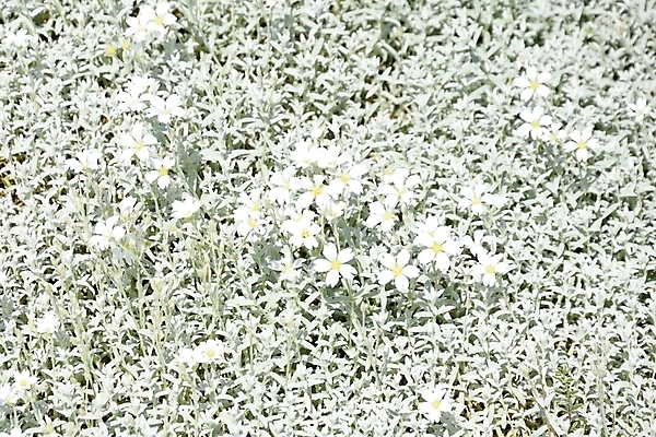 포토 JPG 해외이미지 식물 꽃잎 꽃 백그라운드 꽃무늬 자연 사람없음 봄 벚꽃 흰색 개화 작음 많음 해외202004 해외포토 계절 컬러 컨셉 무늬 크기 생태계 파일형식 이미지허브