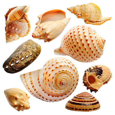 포토 JPG 해외이미지 디자인 별 모래 파도 바다 백그라운드 컨셉 패턴 곡선 자연 휴가 조개 미술 사람없음 야외 여름 컬러풀 환경 껍질 선택 수집 배열 묘사 질감 모음 내추럴 고립 생태학 이국적 파라다이스 많음 해외202004 해외포토 자연요소 계절 교육 선 컬러 무늬 문화예술 어패류 생태계 파일형식 이미지허브