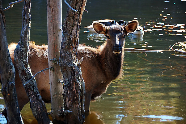 포토 JPG 해외이미지 나무 동물 공원 남자 호수 야생동물 포유류 자연 뿔 동물원 사람없음 야외 물 달러 가을 바퀴자국 황소 엘크 와이오밍 전국 해외202004 해외포토 자연요소 식물 계절 공공시설 돈 자국 사람 소 생태계 파일형식 이미지허브