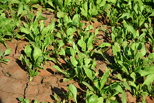 포토 JPG 해외이미지 식물 접시 아시아 지구 음식 백그라운드 잎 밭 농업 다이어트 채소 재료 자연 건강 요리 사람없음 초록색 물 농작물 농장 농경지 정원 샐러드 성장 시골 아기 신선 최고 맛 철 허브 유기농 먼지 칼로리 시금치 내추럴 땅바닥 밭일 칼슘 해외202004 해외포토 자연요소 식기 웰빙 나라 산업 컬러 컨셉 바닥 사람 생태계 파일형식 이미지허브
