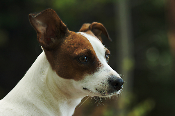 포토 JPG 해외이미지 동물 포유류 자연 사람없음 반려동물 개 송곳니 해외202004 해외포토 치아 생태계 파일형식 이미지허브