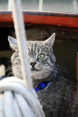 포토 JPG 해외이미지 동물 1 라이프스타일 응시 밧줄 바다 패턴 요트 휴식 수염 주택 털 항해 사람없음 반려동물 머리 고양이 줄무늬 회색 크루즈 모피 갑판 코 낮잠 귀 선원 승객 위스키 해외202004 해외포토 시선 줄 컬러 컨셉 무늬 배_교통 포유류 주류 건물 생활 신체부위 잠 파일형식 이미지허브