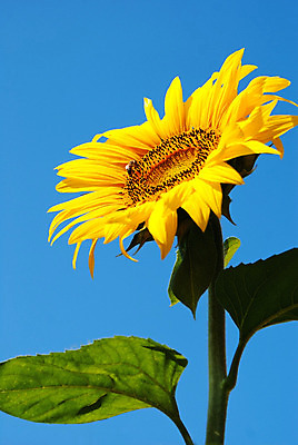 포토 JPG 해외이미지 식물 1 계절 꽃잎 꽃 줄기 곤충 백그라운드 농업 자연 하늘 해바라기 씨앗 사람없음 여름 파란색 노란색 머리 활발 수분 벌 싱글 전경 해외202004 해외포토 동물 산업 컬러 컨셉 풍경 신체부위 생태계 파일형식 탑뷰 이미지허브