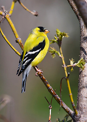 포토 JPG 해외이미지 나무 동물 야생동물 날개 조류 사람없음 노란색 검은색 깃털 부리 해외202004 해외포토 식물 컬러 파일형식 이미지허브