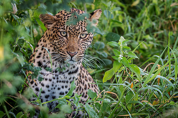 포토 JPG 해외이미지 동물 척추동물 응시 공원 야생동물 여행 포유류 아프리카 자연 친절 털 사람없음 야외 환경 고양이 힘 행성 운전 게임 황무지 보호 위험 큼 모피 심볼 사파리 속도 육식동물 사냥꾼 표범 내추럴 사바나 전국 해외202004 해외포토 직업 시선 공공시설 나라 컨셉 모션 놀이 반려동물 우주 크기 생태계 파일형식 이미지허브