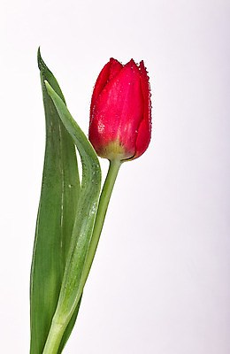 포토 JPG 해외이미지 줄기 사람없음 빨간색 튤립 벚꽃 시트 고립 해외202004 해외포토 식물 꽃 컬러 파일형식 이미지허브