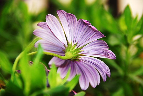 포토 JPG 해외이미지 식물 계절 꽃잎 꽃 분홍색 백그라운드 꽃무늬 자연 발렌타인데이 사람없음 장식 컬러풀 정원 보라색 봄 벚꽃 개화 그늘 원예 데이지 고립 해외202004 해외포토 컬러 무늬 데이이벤트 취미 생태계 파일형식 이미지허브
