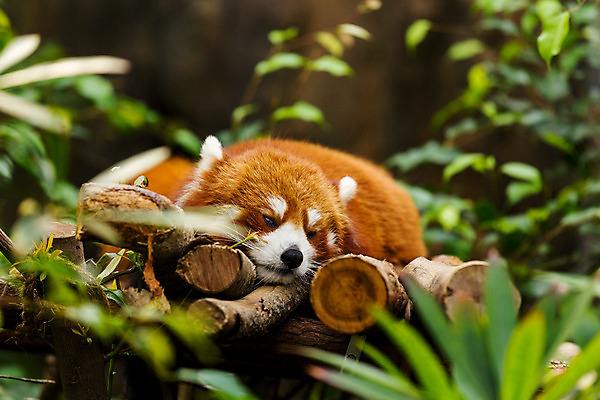 포토 JPG 해외이미지 주간 나무 한마리 잎 사람없음 야외 눕기 귀여움 잠 소프트포커스 레서판다 해외202004 해외포토 자연요소 식물 1 컨셉 포유류 모션 촬영기법 파일형식 이미지허브