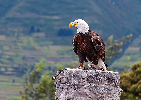 포토 JPG 해외이미지 주간 야생동물 사람없음 야외 독수리 흰머리독수리 해외202004 해외포토 자연요소 동물 조류 파일형식 이미지허브