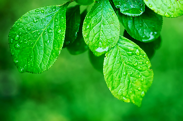 포토 JPG 해외이미지 식물 백그라운드 잎 밭 자연 사람없음 야외 초록색 물 빛 반사 환경 정원 젖음 성장 물방울 신선 투명 닫기 떨어짐 이슬 빗방울 순수 질감 생물학 내추럴 생태학 해외202004 해외포토 자연요소 교육 컬러 컨셉 농업 모션 비_날씨 생태계 파일형식 이미지허브