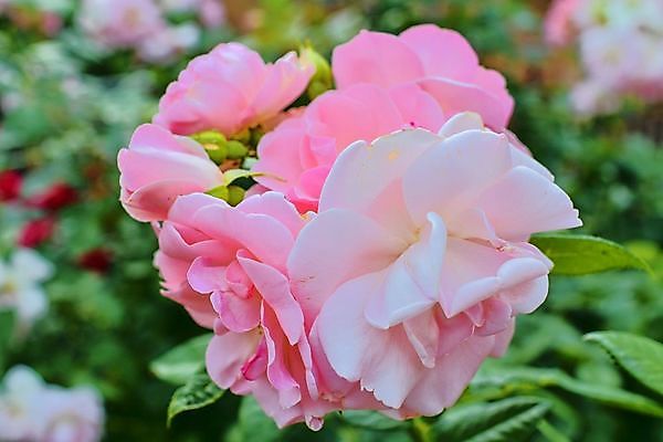 포토 JPG 해외이미지 식물 디자인 꽃잎 꽃 분홍색 꽃다발 결혼 백그라운드 꽃무늬 자연 추상 휴가 새로움 발렌타인데이 선물 사랑 미술 사람없음 장식 빨간색 초록색 컬러풀 장미 정원 봄 벚꽃 흰색 신선 신용카드 닫기 다발 제비꽃 심볼 보따리 싱글 질감 부드러움 내추럴 스타일 해외202004 해외포토 계절 감정 컬러 컨셉 무늬 모션 데이이벤트 문화예술 이벤트 금융 감각 생태계 파일형식 이미지허브