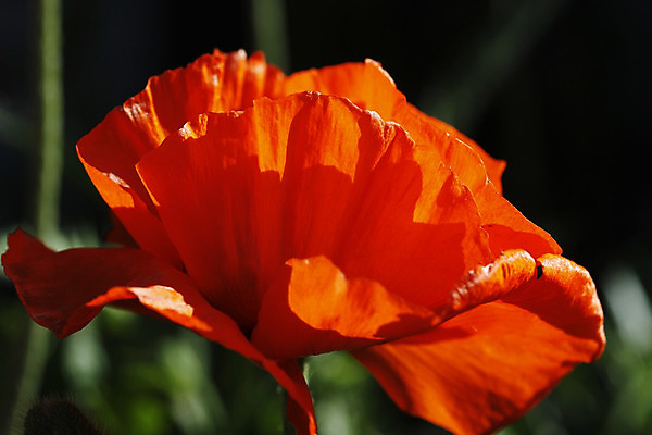 포토 JPG 해외이미지 식물 꽃잎 꽃 꽃무늬 오렌지 아침 동양인 사람없음 빨간색 여름 햇빛 봄 벚꽃 양귀비 크레이프 해외202004 해외포토 주간 계절 컬러 무늬 과일 디저트 인종 태양 파일형식 이미지허브