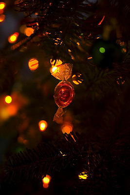 포토 JPG 해외이미지 나무 크리스마스 겨울 휴가 사람없음 초록색 크리스마스트리 나뭇가지 분무기 해외202004 해외포토 식물 계절 기념일 컬러 파일형식 이미지허브