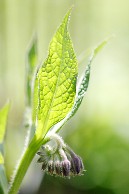 포토 JPG 해외이미지 식물 잎 자연 건강 사람없음 물 약재 물방울 약초 이슬 약국 허브 내추럴 돌봄 해외202004 해외포토 자연요소 의학 모션 약 풀_식물 생태계 파일형식 이미지허브