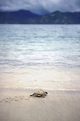 포토 JPG 해외이미지 모래 바다 청소년 사람없음 모래사장 거북이 올리브 태평양 기어가기 해외202004 해외포토 열매 파충류 모션 사람 파일형식 이미지허브