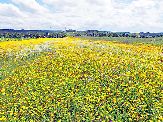 포토 JPG 해외이미지 식물 꽃 꽃무늬 밭 자연 안테나 사람없음 야외 봄 시골 포르투갈 드론 해외202004 해외포토 계절 유럽 무늬 농업 통신 생태계 파일형식 이미지허브