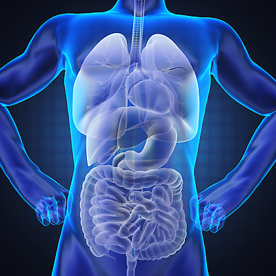 포토 JPG 해외이미지 교육 남자 신체 부분 해부 엑스레이 실내 건강 병원 사람 성인 사람없음 약 검은색 진료 환자 의사 광선 오르간 질병 흉부 생물학 간 몸통 외과 췌장 궤 방사선 복근 해외202004 해외포토 컬러 의학 근육 내부 신체부위 의료진 장기_의학 건반악기 호흡기관 파일형식 이미지허브
