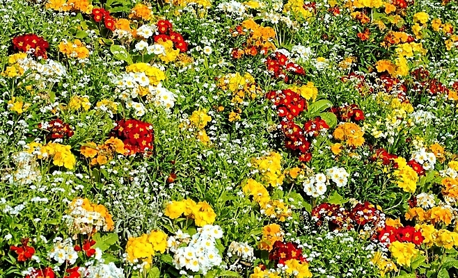 포토 JPG 해외이미지 식물 계절 꽃 길 백그라운드 잎 자연 취미 사람없음 장식 초록색 파란색 정원 봄 튤립 달력 벚꽃 원예 라일락 해외202004 해외포토 컬러 생태계 파일형식 이미지허브