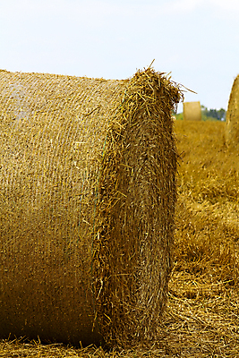 포토 JPG 해외이미지 식물 구름 계절 산업 음식 밭 농업 자연 하늘 건조 옥수수 풍경 사람없음 야외 여름 파란색 농작물 농장 농경지 노란색 쌓기 수확 가을 시골 원형 황금 건초더미 볏짚 낟알 땅 시리얼 밀 보리 패키지 뭉치 밀짚 흙더미 밭일 호밀 해외202004 해외포토 자연요소 도형 컬러 모션 곡류 흙 건초 짚 생태계 파일형식 더미 이미지허브