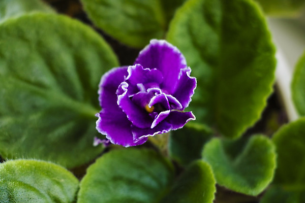 포토 JPG 해외이미지 식물 직업 꽃 행복 백그라운드 자연 사람없음 장식 파란색 빛 컬러풀 유행 상점 보라색 검은색 봄 흰색 신선 제비꽃 내추럴 고립 비올라 앞머리 스타일 해외202004 해외포토 헤어스타일 계절 감정 컬러 생태계 파일형식 찰현악기 이미지허브