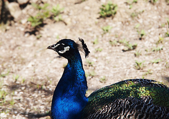포토 JPG 해외이미지 동물 남자 야생동물 백그라운드 패턴 자연 조류 기술 사람없음 가로 초록색 파란색 컬러풀 머리 활발 의식 우아함 공작 전시회 깃털 꼬리 부리 목 보여주기 꿩 수탉 멀티 웅장함 터키석 해외202004 해외포토 컬러 컨셉 무늬 모션 사람 신체부위 전시 닭 보석 수컷 생태계 파일형식 이미지허브
