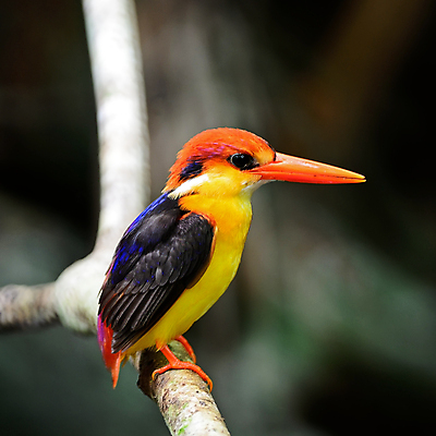 포토 JPG 해외이미지 동물 공원 아시아 야생동물 백그라운드 오렌지 태국 자연 조류 동양인 사람없음 빨간색 파란색 컬러풀 검은색 흰색 숲 부리 계산서 난쟁이 물총새 수유 전국 해외202004 해외포토 공공시설 나라 컬러 과일 인종 생태계 파일형식 이미지허브