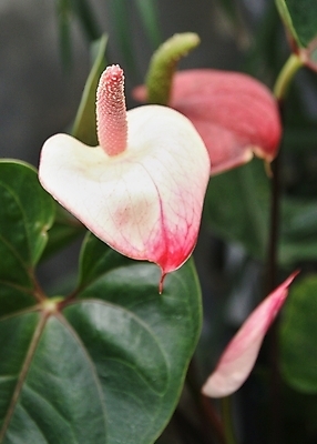 포토 JPG 해외이미지 식물 꽃 분홍색 백그라운드 잎 크리스마스 꽃무늬 자연 휴가 사람없음 장식 빨간색 초록색 정원 벚꽃 흰색 하트 신선 뜨거움 우아함 큼 플라밍고 질감 내추럴 이국적 해외202004 해외포토 모양 기념일 컬러 컨셉 무늬 조류 크기 생태계 파일형식 이미지허브