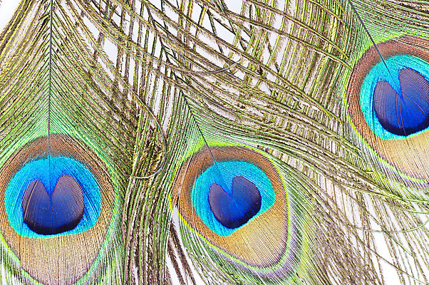 포토 JPG 해외이미지 동물 디자인 백그라운드 패턴 자연 벽지 조류 추상 사람없음 장식 초록색 파란색 빛 흰색 황금 우아함 닫기 공작 깃털 묘사 질감 날카로움 솜털 내추럴 강렬 고립 이국적 터키석 해외202004 해외포토 컬러 컨셉 무늬 모션 보석 생태계 파일형식 이미지허브