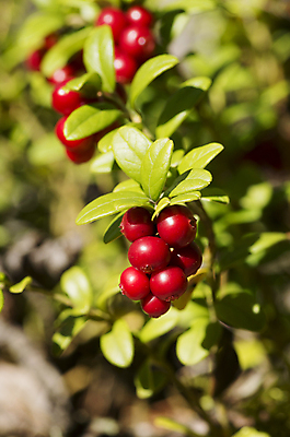 포토 JPG 해외이미지 식물 열매 백그라운드 채소 과일 자연 건강 사람없음 빨간색 초록색 여름 가을 신선 고명 그룹 선택 달콤 맛 숲 먹기 오브젝트 날것 흙더미 숙성 크랜베리 해외202004 해외포토 계절 컬러 컨셉 모션 흙 생태계 파일형식 더미 이미지허브