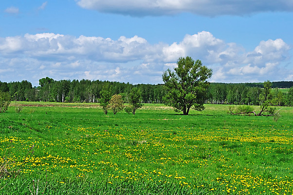 포토 JPG 해외이미지 나무 구름 꽃 여행 백그라운드 밭 자연 하늘 날씨 휴식 풍경 사람없음 야외 목재 초록색 여름 파란색 노란색 침묵 봄 시골 신선 개화 가장자리 숲 민들레 러시아 지역 수평선 해외202004 해외포토 자연요소 식물 계절 유럽 컬러 컨셉 농업 재료 소리 둘레 생태계 파일형식 이미지허브