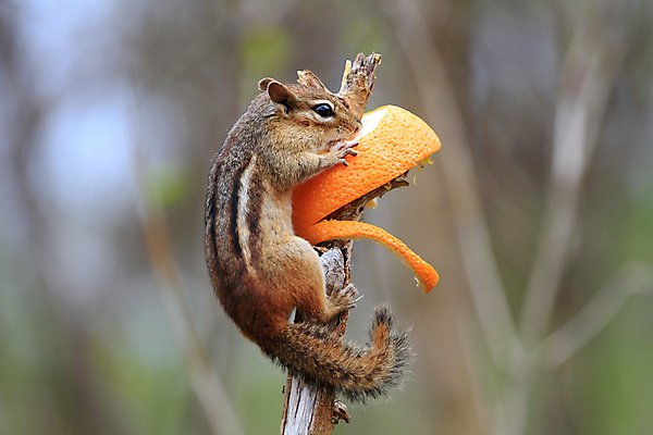 포토 JPG 해외이미지 나무 동물 공원 야생동물 포유류 자연 생물 털 사람없음 야외 갈색 줄무늬 견과류 흰색 황무지 설치류 숲 작음 먹기 호기심 꼬리 다람쥐 서식지 내추럴 땅바닥 해외202004 해외포토 식물 공공시설 감정 컬러 컨셉 무늬 모션 바닥 크기 생태계 파일형식 이미지허브
