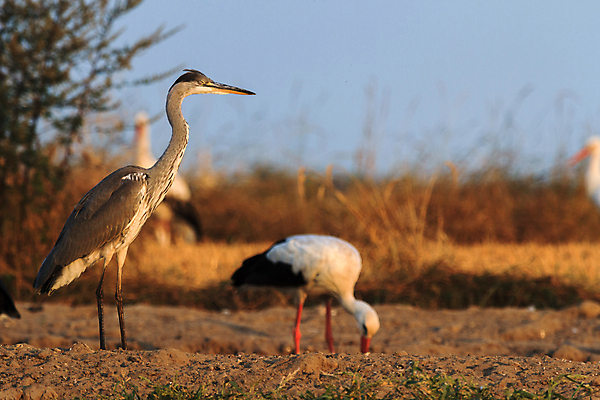 포토 JPG 해외이미지 나무 동물 공원 남자 야생동물 백그라운드 겨울 날개 자연 조류 하늘 동물원 앉기 풍경 사람없음 야외 빨간색 초록색 물 여름 파란색 컬러풀 갈색 노란색 평화 검은색 봄 흰색 나뭇가지 숲 작음 깃털 부리 내추럴 동물상 해외202004 해외포토 자연요소 식물 계절 공공시설 컬러 컨셉 모션 사람 조형물 크기 생태계 파일형식 이미지허브