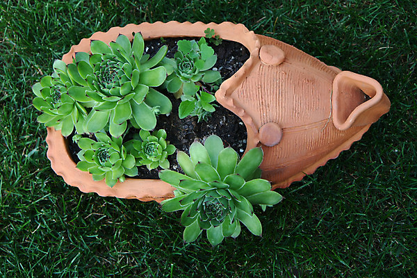 포토 JPG 해외이미지 모양 식물 꽃 화분 자연 사람없음 야외 장식 초록색 정원 성장 허브 오브젝트 원예 내추럴 뒤뜰 특별함 해외202004 해외포토 컬러 컨셉 취미 생태계 파일형식 이미지허브