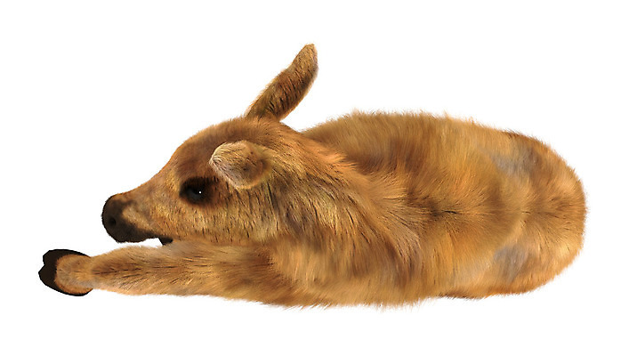 포토 JPG 해외이미지 동물 야생동물 캐나다 포유류 자연 휴식 사람없음 갈색 쌓기 흰색 아기 송아지 고립 엘크 해외202004 해외포토 새끼 컬러 컨셉 북아메리카 모션 사람 소 생태계 파일형식 이미지허브